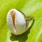 Gold Cowrie Shell Ring