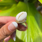 Gold Cowrie Shell Ring