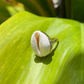 Gold Cowrie Shell Ring